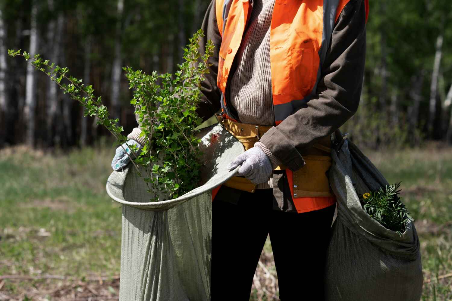 Tree Health Inspection in Broadway, NC